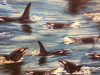 Ocean scene of orca whales in in the water with dorsal fins visible. Some are emerging from the wate