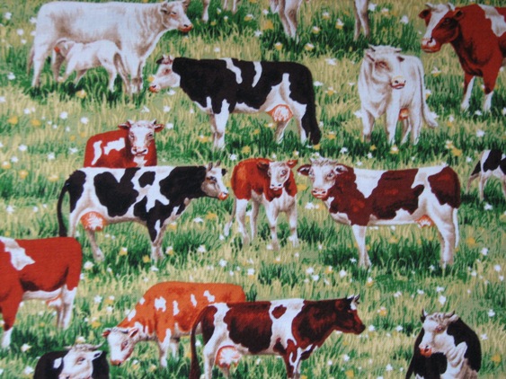 Herd of Cattle. Black/white/brown/white in the grass
