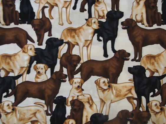 Yellow, chocolate and black Labradors on white. Puppies and adult dogs