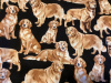 Golden retrievers on black 