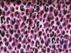 Purple and black cheetah spots on light purple