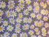 Daisies on Lavender 2018 - 8" round