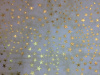 Gold Stars on White/Light Gold 2018 - 8" round