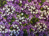 Violets & Snowdrops - 8" round